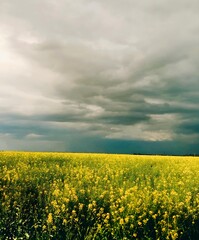 Obraz premium rapeseed field