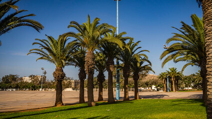 palmy plaża agadir góra ocean piękny krajobraz afryka © Tymoteusz