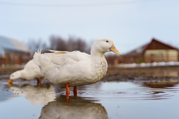 White ducks elegantly stand atop a moist ground, exuding peace and tranquility in their surroundings.