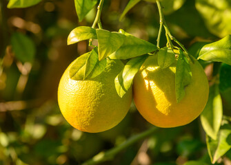 Citrus fruits hanging from vibrant green branches under warm sunlight in a serene garden. Generative AI