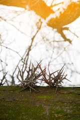 Close-up of thorny branches on a tree trunk with a blurred background of bare branches and sunlight. Nature's defense mechanism in winter