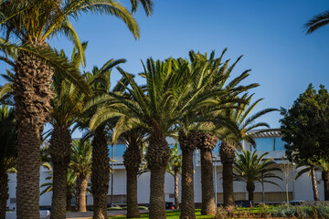 palmy plaża agadir góra ocean piękny krajobraz afryka © Tymoteusz