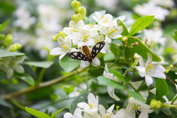 Amata huebneri moth - beautiful tiger moth from southeast asia, singapore and australia is on the flower.