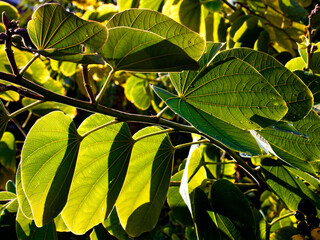 leaves of the orchid tree