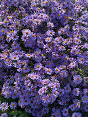 Asters flowers beautiful purple violet blooms 