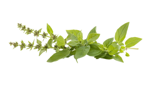 Green twig transparent background