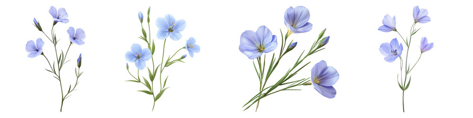 Fototapeta premium Flax lily isolated on transparent background, Set of