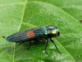 Metallic Green Beetle with Orange Markings on a Green Leaf