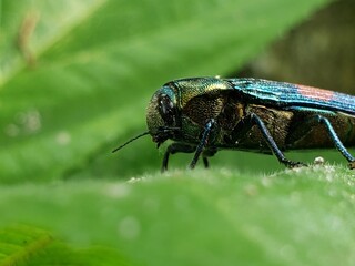 Close-up of a Metallic Green Beetle on a Leaf