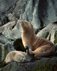 Fototapeta premium lions on the shore. Canal Beagle, Ushuaia - Argentina