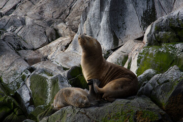 sea lions on the shore. Canal Beagle, Ushuaia - Argentina