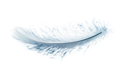 Animal feather transparent background