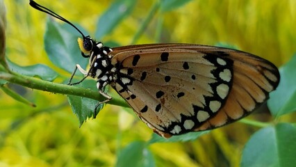 Butterfly with Black and White Spots Perched on a Green Stem