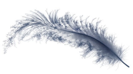 Animal feather transparent background