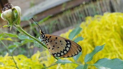 A Butterfly Perched on a Rose Stem with Yellow Foliage in the Background