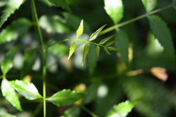 A soft focus view of the newly growing Neem leaflet in the home garden