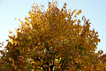 Top of a tree seen from below, foliage yellowed by autumn, blue sky.