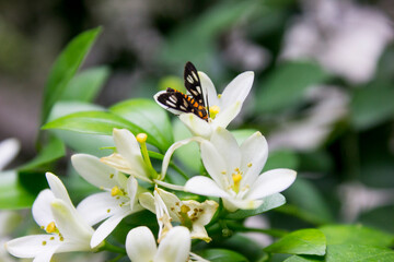 Amata huebneri moth - beautiful tiger moth from southeast asia, singapore and australia is on the flower.