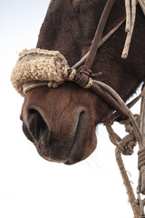 Close up de nariz de cavalo castanho em dia nublado. Texturas de pêlo, arnês e nariz. Cavalo treinado com base na equitação natural.