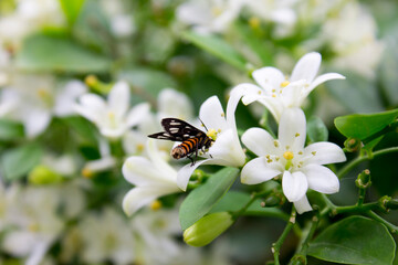 Amata huebneri moth - beautiful tiger moth from southeast asia, singapore and australia is on the flower.