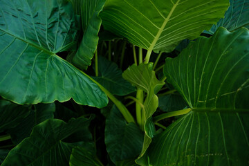 big green leaves pattern