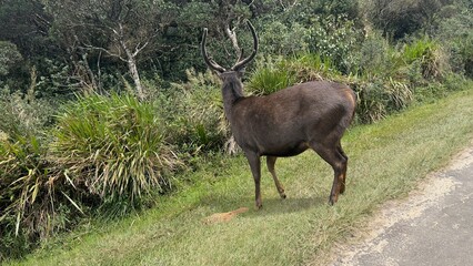Horton Plains National Park , Sri Lankan sambar deer, beautiful landscape scenery ... 