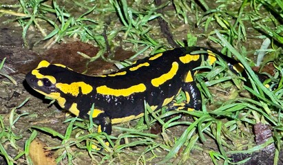 Salamander on the ground