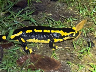 Salamander on the ground