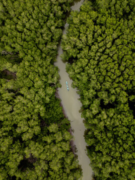 aerial shot of river in the amazon forest