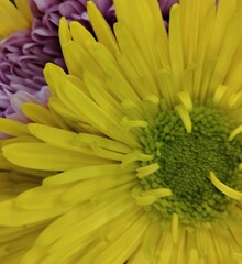 yellow chrysanthemum flower