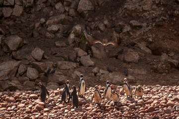 Paracas Manchots