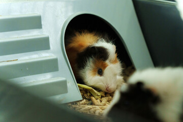 Obraz premium A cheerful guinea pig enjoys a delicious cucumber slice offered by its caring owner in a cozy indoor habitat