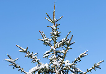 Blue spruce (Picea pungens) under snow. This spruce tree native to North America in Arizona,...