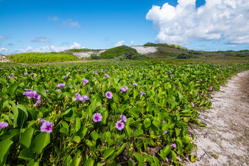 Morning Glory, Ipomoea, Bindweed. Creeping plant with purple flowers in the Seychelles.
