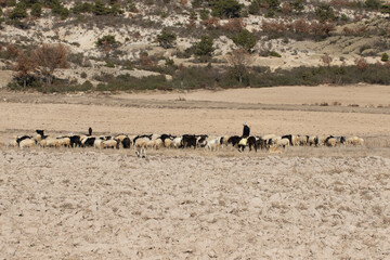 A small herd of sheep and black-haired goats grazes the remaining stubble in the field