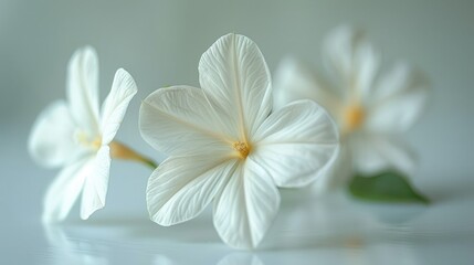 Fototapeta premium Three delicate white flowers with subtle yellow centers, softly lit against a light gray background.