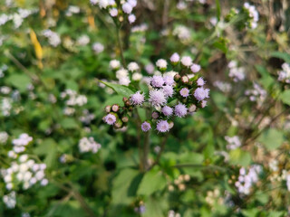 Ageratum conyzoides is a wild flowering plant in the family Asteraceae. Common names include Billygoat-weed, chick weed, goatweed, whiteweed.