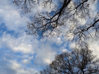 trees and the sky on a cloudy day
