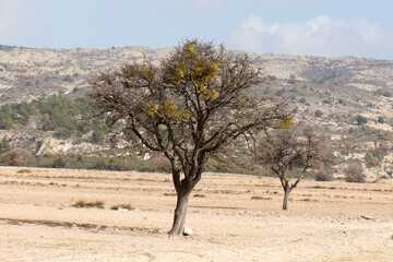 Obraz premium A large pear tree in a crop field in autumn