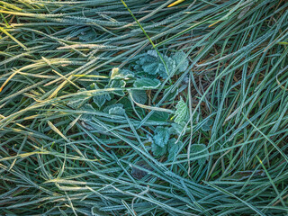top view to green grass and leaves in hoarfrost and first sun rays on it
