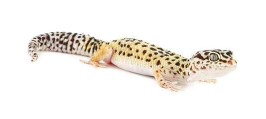 One beautiful gecko isolated on white. Exotic pet