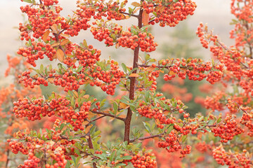 Red berries of the firethorn (Pyracantha coccinea) in the autumn