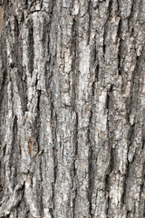 Bark texture of the Turkey oak tree (Quercus cerris) 