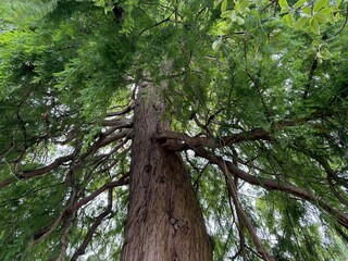 Fototapeta premium Beautiful tree with green leaves growing outdoors, low angle view