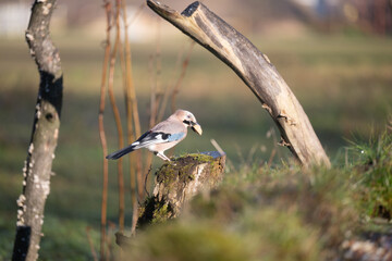 ucelli in volo