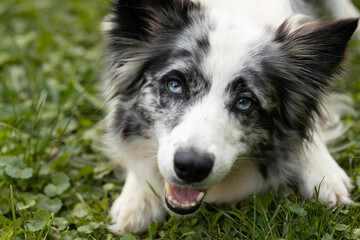 Happy Blue Merle Border Collie