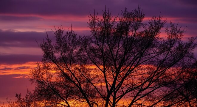 Fiery sunset silhouettes bare tree branches vivid skies