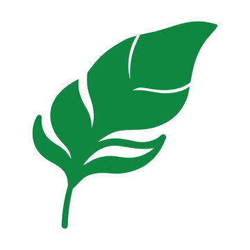 recommend clip art: Tropical Green Banana Leaf Outline.