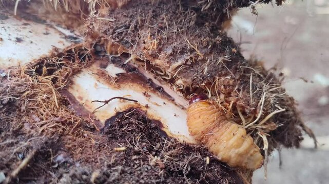 Close up of macro weevil worm on palm tree, insect life cycle animal 4k