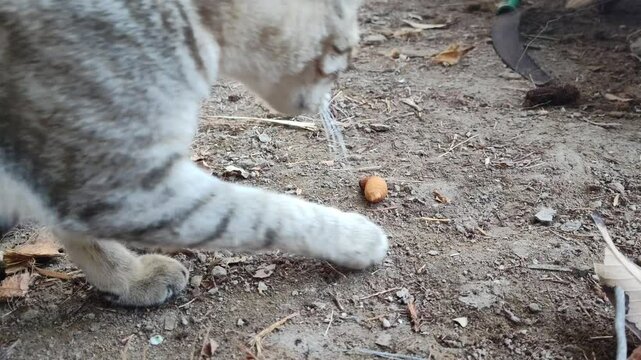 Cat playing with palm weevil larvae, garden kitten close up
